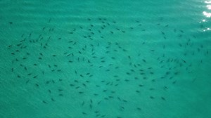 218K views · 2.6K reactions | The Shark Migration is in full swing here in south Florida! Check out this awesome drone video from Yesterday and today shot off Palm Beach by Our Children's Earth Foundation photographer Ivy Yin ! | James Wieland - Surfin' Weatherman | Facebook
