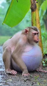 A playful moment in the wild as a baby monkey climbs and learns with confidence #sticker | Monkeys Rescue