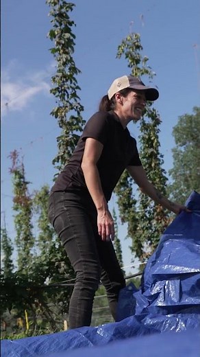 Breeding & Harvesting Hops for Craft Beer | Backyard Farmer