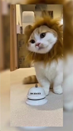 The Most Adorable Cats Ever