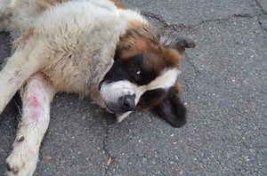 Meet our newest soon-to-be-adoptable Sunny Saint, Brewer. Brewer was rescued from a local shelter and at the time we got him out, he could barely put weight on his left front leg that was swollen and he'd licked it raw. We took him immediately to our vet and while in the exam room, a nasty abscess burst on that leg. He was sedated and the abcsess was drained and drain tubes were inserted to help get all the yuck out. He is approximately 3 years old, is a total sweetheart that never once lashed o