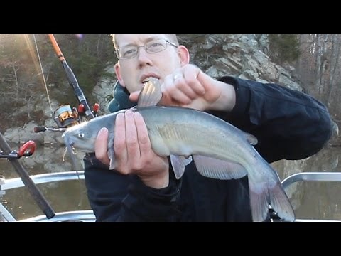 How to Hold a Catfish Without Getting Stung - Catfish Spines