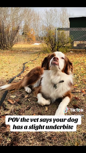 Understanding Dogs with Underbites: Aussie Dog Focus