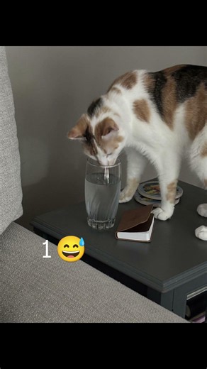 5 Reasons to have a calico cat 😺 #calicocat #cat #funny #catvideos #catlife