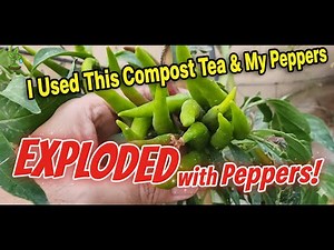 How to Make Compost Tea at Home for HUGE Yields (Easy DIY Recipe)