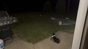 Fox yelling at my cat