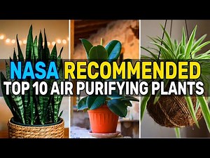 10 Best Air-Purifying Plants for Indoor | NASA-Approved Indoor Plants That Clean the Air Naturally