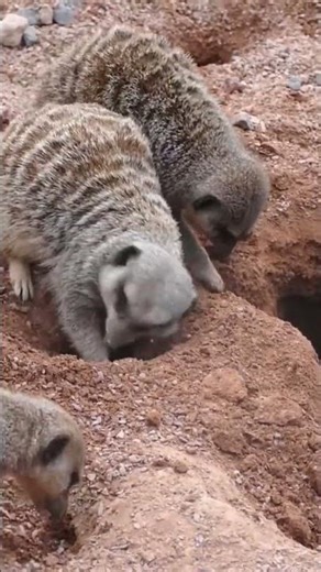 Meerkat Behavior That Will Surprise You 🐾👀 #shorts