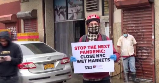 New York City live animal markets could be shut down