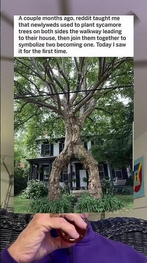 Newlyweds Plant Sycamore Trees on Both Sides of The Walkways Leading To Their House. (grandpa)