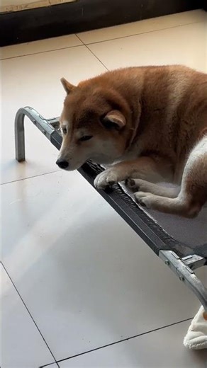 Dog experiencing continuous hiccups in Hebei, China.