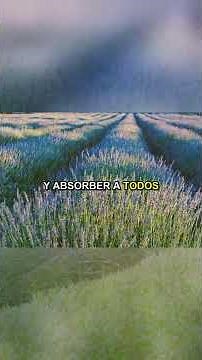 Lavanda: Beneficios y Contraindicaciones
