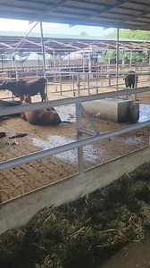 Farming becomes more efficient with proper housing design. An accessible feedlot allows animals to feed comfortably while making it easy for farm workers to refill and maintain. Another important feature is a reliable drinking system that provides animals with 24-hour access to clean water. More farming ideas to come this 2026. Happy Farming! 🚜🌽🐂🐃🐏🐑 #CornSilage, #LivestockFarming, #Dairyfarming, #FarmMechanization, #MalikGoatFarm, #HighlightsFollower, #HighlightsEveryone | Malik Manaloto