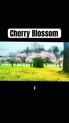Cherry Blossom at Branch Brook Park #hellofromnyc #blossom #springseason #cherryblossom