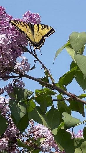 #butterflies #nature #spring | Savingmemoryarchives