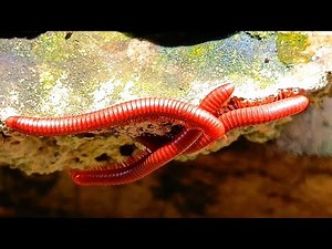 Animal Swarm , A Rare Look at a Millipede Colony #educationalanimals #Exoticpet