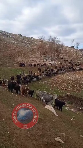 311K views · 5.1K reactions | Sevdan baştan gitmiyorki özlüyorum | Yörük Oğlu Mevlüt Koç | Facebook