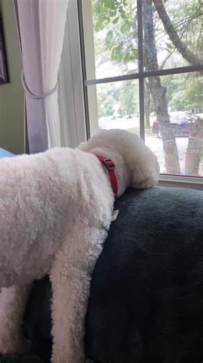 🎵 I always feel like somebody’s watching me... #puppiesoftiktok #dogsoftiktok #singalong #window #quarantine #guarddog #poodle