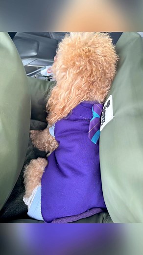 240K views · 19K reactions | When you want to bring your favourite toy to school and get as far as your car seat with it  Only for the Momager to then say “NO !! The toy stays in the car Henry !!” Well you can kiss my fluffy butt Mom !! I’ll be spending the rest of this car journey with my back to you  | Henry Wee_Wheels | Facebook