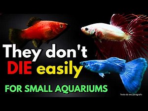 The 5 Hardiest Fish for Small Aquariums (Beginner's Guide)