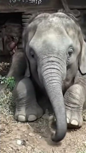 Incredible Close-Up of a Baby Elephant Vocalizing 🐘