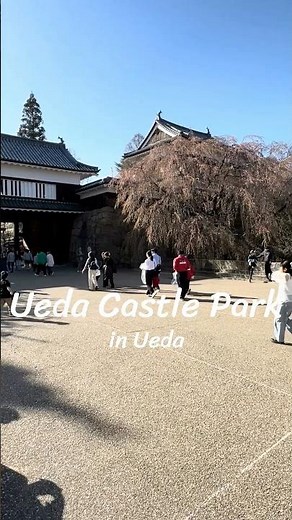 【長野🌸】不落の城、上田城跡公園に舞う桜 #上田城 #信州旅行 #japantravel