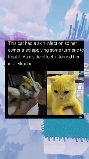 PIKACHU THE ENDING 😆 #catsoftiktok #wholesome #cute #positiveenergy