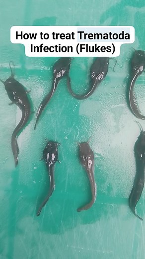 Coming your way tomorrow is the cause of TREMATODA INFECTION (FLUKES) and how to manage and prevent it from happening or reoccurring. STAY TUNED #livestocademy #fishfarmingtips #AquacultureInnovation #veejoshfarms #viralpost2025 #viralvideoシ #viralpost2025シ #viralreelsfacebook #catfishhealth #viralreelschallenge | Veejosh Integrated Farms Limited