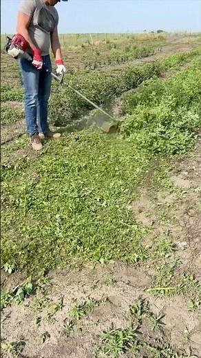 Erasing Months of Weed Growth!