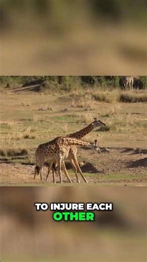 African Giraffes Showcase Unique Survival Skills and Graceful Moves