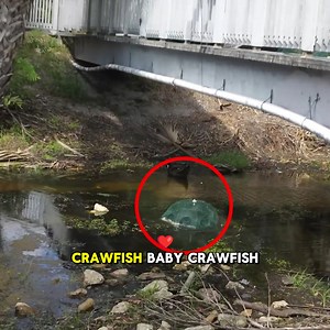 Giant FISH TRAP is Working! | The Fish Guys