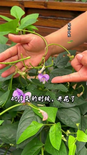 Secrets of Growing Cowpea at Home - A Gardener's Diary