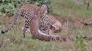Python Constricts Leopard As It Fights Back!