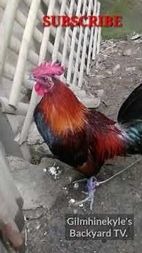 Peruvian black skin || MANOK PANABONG || pangit na manok+ itim na manok || PERUVIAN BREEDER+Farming