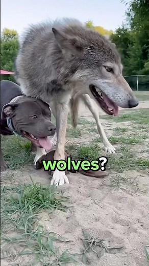 Difference Between Dogs and Wolves? 😳