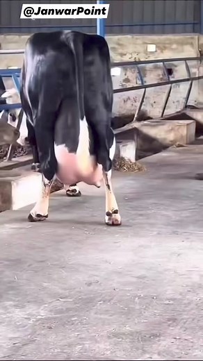 60K views · 2.2K reactions | World Biggest Udder Cow  • Highest Milking Cow #biggestcow #milkingcows #Janwarpoint #cows | Janwar Point | Facebook