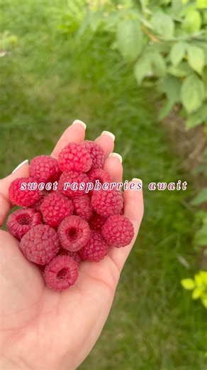 🍓 Raspberries are LOADED and the picking is AMAZING this week! ✔️ No tickets, no admission — just come on out and grab a basket. 📍 Thompson Farm | Open Wed–Sun, 10 AM–6 PM Perfect for after school, a fall day trip, or just a sweet little farm adventure. ✨ | Thompson Farm