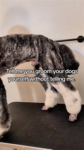 Grooming Your Standard Poodle at Home: Tips and Tricks