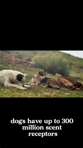 Dogs Understand Your Feelings Better Than You Think #shorts #dog #pets #animals #petlover