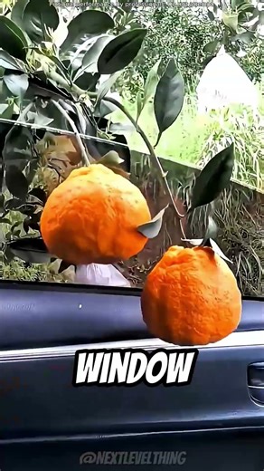 Picking fruit the WRONG way ❌