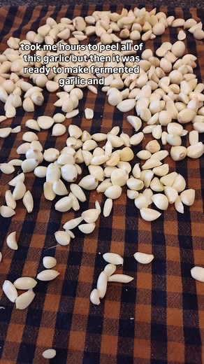 23 reactions · 6 comments | Finished processing the first variety of garlic from our summer harvest. I was not expecting this to take me most of the day! #garlic #fermentedgarlic #fermentedgarlichoney #garlichoney #garlicharvest #softneckgarlic #italiansoftneck #homegrowngarlic #eatwhatyougrow #growyourownfood #growyourownmedicine #lifeonlilac | Anna Chase | Facebook