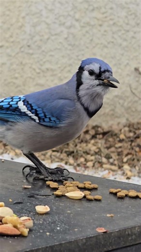 Blue jay drops in for cat food fix. #short #bluejay #birdseating