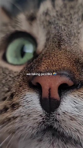 Meet My Adorable Hunnie Gurlie Tabby Cat