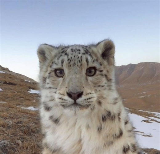 Snow cat #swag #animals #snowleopard #cat