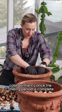 How to Force Tulip Bulbs Indoors 🪴