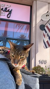 Raja is trying to catch breakfast while I am waiting in line for breakfast 😺 #rajaanddavid | Raja and David