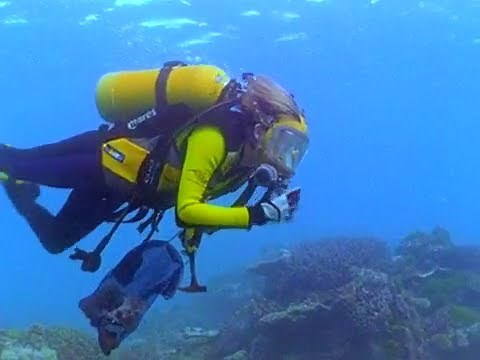 Flipper, the female diver and a great white shark