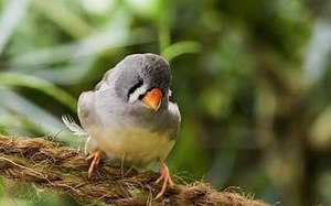 Taming Zebra Finches: No Child’s Play