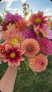 25K views · 8.5K reactions | Dahlias, fall pillows, sidewalk chalk and toys. All the things that make life beautiful! 殺 | Garden Answer | Facebook