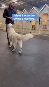 Saxon the Swiss Shepherd is a day train dog! Here are some things we are working on: Developing engagement and play. Rear end awareness and pivot work Formal obedience cues! If you’re interested in working your dog in any of the above this is a good video to watch! | Jamie The Dog Trainer